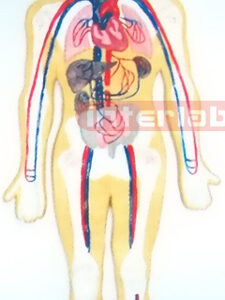 HUMAN BLOOD CIRCULATION SYSTEM