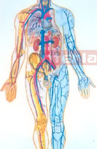 HANGING HUMAN BLOOD CIRCULATION COLLECTION MODEL Manufacturers and Suppliers From Ambala India