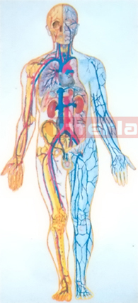 HANGING HUMAN BLOOD CIRCULATION COLLECTION MODEL Manufacturers and Suppliers From Ambala India
