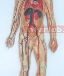 HUMAN BLOOD CIRCULATION SYSTEM