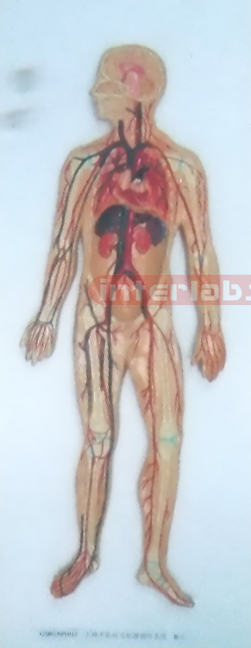 HUMAN BLOOD CIRCULATION SYSTEM