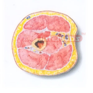 HUMAN TRANSVERSE SECTION MODEL THROUGH THE MIDDLE 1/3 OF THE RIGHT ARM (B)HUMAN TRANSVERSE SECTION MODEL THROUGH THE MIDDLE 1/3 OF THE RIGHT ARM (B) Manufacturers and Suppliers From Ambala India