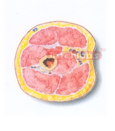 HUMAN TRANSVERSE SECTION MODEL THROUGH THE MIDDLE 1/3 OF THE RIGHT ARM (B)HUMAN TRANSVERSE SECTION MODEL THROUGH THE MIDDLE 1/3 OF THE RIGHT ARM (B) Manufacturers and Suppliers From Ambala India