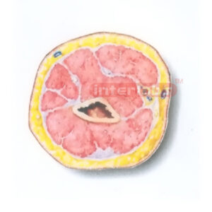 HUMAN TRANSVERSE SECTION MODEL THROUGH THE DISTAL 1/3 OF THE RIGHT ARM (C) Manufacturers and Suppliers From Ambala India