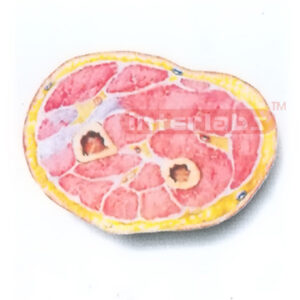 HUMAN TRANSVERSE SECTION MODEL THROUGH THE MIDDLE 1/3 OF RIGHT FOREARM (B) Manufacturers and Suppliers From Ambala India