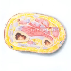 HUMAN TRANSVERSE SECTION MODEL THROUGH THE DISTAL 1/3 OF RIGHT FOREARM (C) Manufacturers and Suppliers From Ambala India