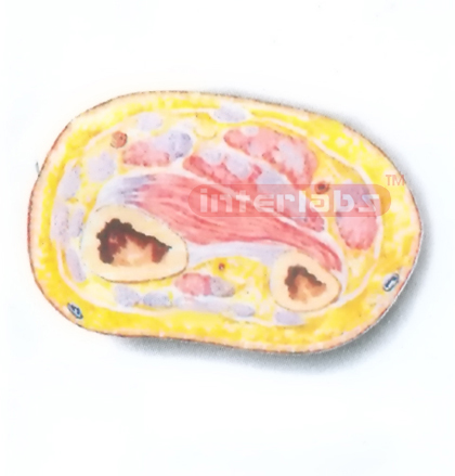HUMAN TRANSVERSE SECTION MODEL THROUGH THE DISTAL 1/3 OF RIGHT FOREARM (C) Manufacturers and Suppliers From Ambala India