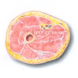 HUMAN TRANSVERSE SECTION MODEL THROUGH THE PROXIMAL 1/3 OF THE RIGHT THIGH (A) Manufacturers and Suppliers From Ambala India