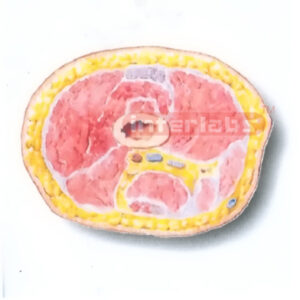 HUMAN TRANSVERSE SECTION MODEL THROUGH THE PROXIMAL 1/3 OF THE RIGHT THIGH (C) Manufacturers and Suppliers From Ambala India