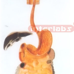 HUMAN DIGESTIVE SYSTEM
