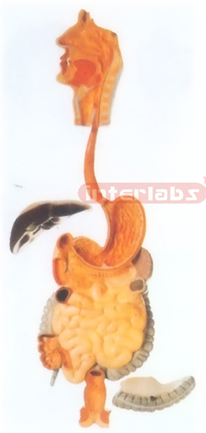 HUMAN DIGESTIVE SYSTEM