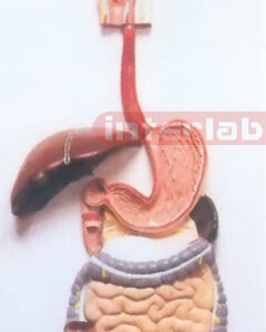 HUMAN DIGESTIVE SYSTEM