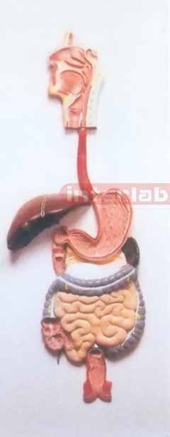 HUMAN DIGESTIVE SYSTEM