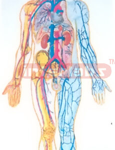 SAMLL HANGING HUMAN BLOOD FULL CIRCULATION SYSTEM MODEL Manufacturers and Suppliers From Ambala India