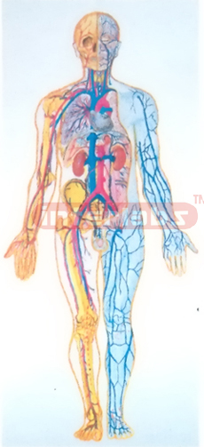 SAMLL HANGING HUMAN BLOOD FULL CIRCULATION SYSTEM MODEL Manufacturers and Suppliers From Ambala India