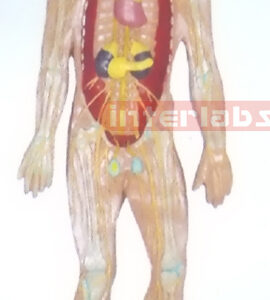 HANGING HUMAN BLOOD FULL  CIRCULATION SYSTEM MODEL Manufacturers and Suppliers From Ambala India