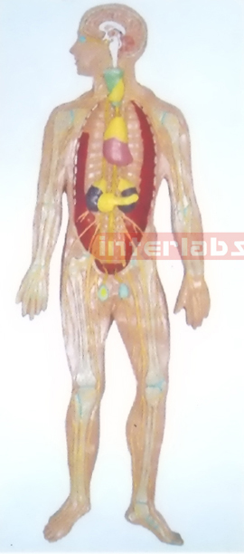 HANGING HUMAN BLOOD FULL CIRCULATION SYSTEM MODEL Manufacturers and Suppliers From Ambala India