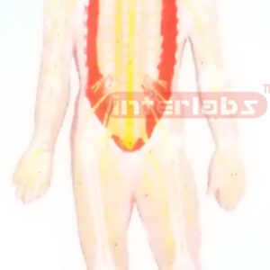 SAMLL HANGING HUMAN SKELETAL NERVE SYSTEM MODEL Manufacturers and Suppliers From Ambala India