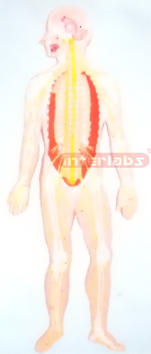 SAMLL HANGING HUMAN SKELETAL NERVE SYSTEM MODEL Manufacturers and Suppliers From Ambala India