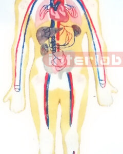 SMALL HANGING HUMAN BLOOD FULL CIRCULATION SYSTEM MODEL Manufacturers and Suppliers From Ambala India
