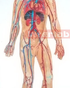 SMALL HANGING HUMAN VEIN BLOOD CIRCULATION MODEL Manufacturers and Suppliers From Ambala India
