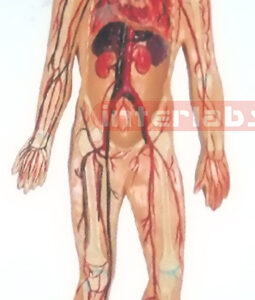 SMALL HANGING HUMAN BLOOD ARTERY CIRCULATION SYSTEM MODEL Manufacturers and Suppliers From Ambala India
