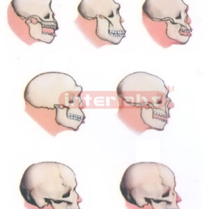 HUMAN SKULL DEVELOPMENT AND REVORUTION CO MPARERION MODELS BY THE BRAINS DEVELOPMENTS Manufacturers and Suppliers From Ambala India