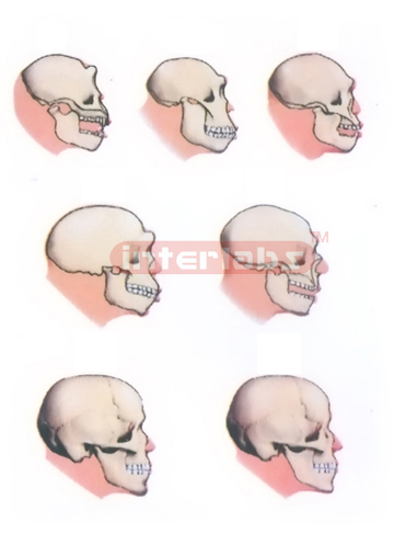 HUMAN SKULL DEVELOPMENT AND REVORUTION CO MPARERION MODELS BY THE BRAINS DEVELOPMENTS Manufacturers and Suppliers From Ambala India