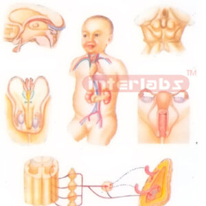 GENERAL VIEW MODELOF ENDOCRINE GLANDS OF HUMAN Manufacturers and Suppliers From Ambala India
