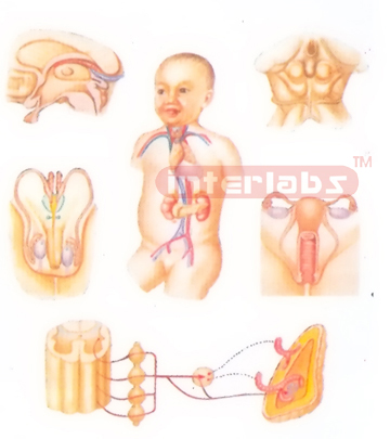 GENERAL VIEW MODELOF ENDOCRINE GLANDS OF HUMAN Manufacturers and Suppliers From Ambala India