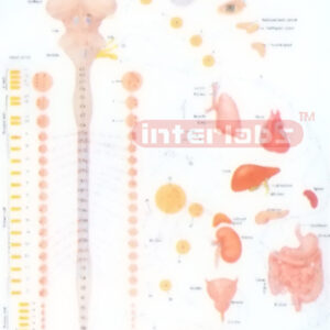 AUTONOMIC INNERVATION AND FUNCTION MODEL Manufacturers and Suppliers From Ambala India