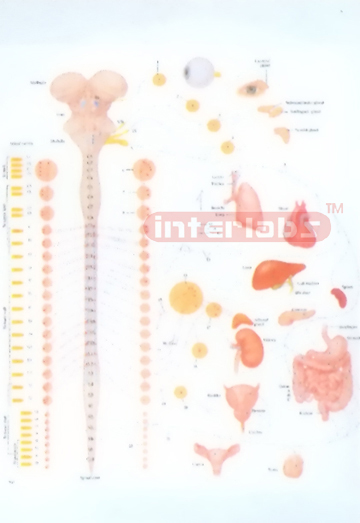 AUTONOMIC INNERVATION AND FUNCTION MODEL Manufacturers and Suppliers From Ambala India