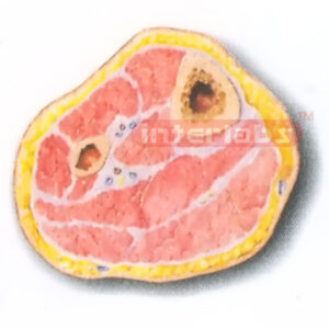 HUMAN TRANSVERSE SECTION MODEL THROUGH THE PROXIMAL 1/3 OF THE RIGHT LEG (A) Manufacturers and Suppliers From Ambala India
