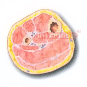 TRANSVERSE SECTION MODEL THROUGH THE MIDDLE 1/3 OF THE RIGHT LEG (B) Manufacturers and Suppliers From Ambala India