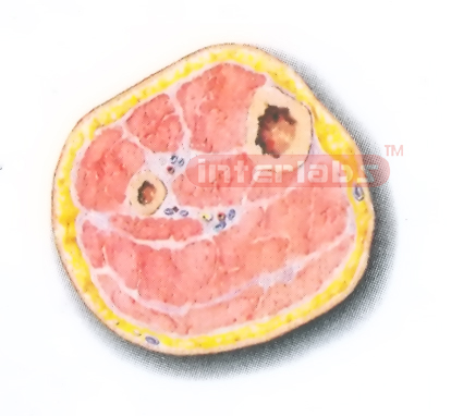 TRANSVERSE SECTION MODEL THROUGH THE MIDDLE 1/3 OF THE RIGHT LEG (B) Manufacturers and Suppliers From Ambala India