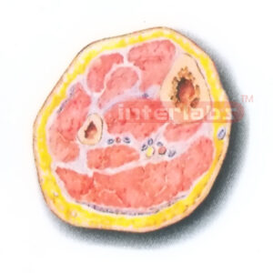 HUMAN TRANSVERSE SECTION MODEL THROUGH THE DISTAL 1/3 OF THE RIGHT LEG (C) Manufacturers and Suppliers From Ambala India