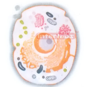 HANGING ANIMAL CELL MODEL Manufacturers and Suppliers From Ambala India