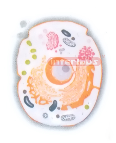 HANGING ANIMAL CELL MODEL Manufacturers and Suppliers From Ambala India