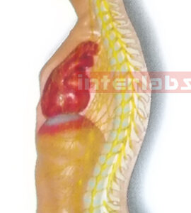 HANGING MALE HUMAN AUTONOMIC NERVOUS SYSTEM MODEL Manufacturers and Suppliers From Ambala India
