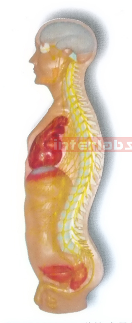 HANGING MALE HUMAN AUTONOMIC NERVOUS SYSTEM MODEL Manufacturers and Suppliers From Ambala India
