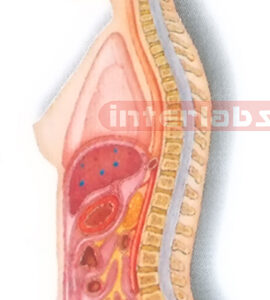 HANGING FEMALE HUMAN AUTONOMIC NERVOUS SYSTEM MODEL Manufacturers and Suppliers From Ambala India