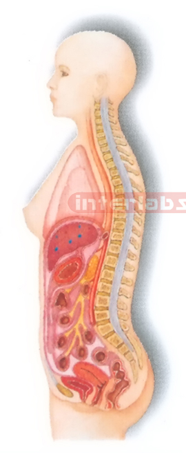 HANGING FEMALE HUMAN AUTONOMIC NERVOUS SYSTEM MODEL Manufacturers and Suppliers From Ambala India