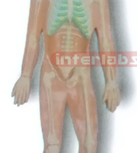 MAGNET-HANGING HUMAN SKELETON SYSTEM MODEL Manufacturers and Suppliers From Ambala India