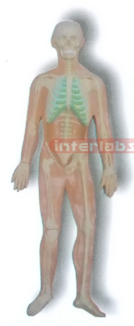 MAGNET-HANGING HUMAN SKELETON SYSTEM MODEL Manufacturers and Suppliers From Ambala India