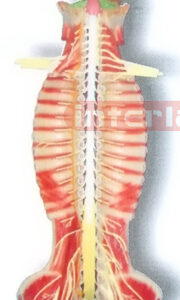 MAGNET-HANGING HUMAN SPINAL CORD MODEL IN SPINAL CANAL Manufacturers and Suppliers From Ambala India