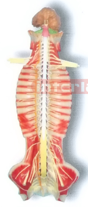 MAGNET-HANGING HUMAN SPINAL CORD MODEL IN SPINAL CANAL Manufacturers and Suppliers From Ambala India