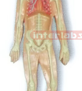 MAGNET-HANGING HUMAN SKELETAL RESPIRATORY SYSTEM MODEL Manufacturers and Suppliers From Ambala India