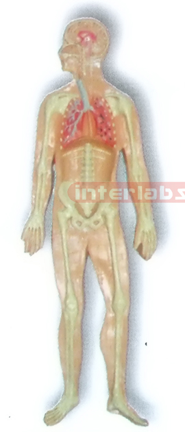MAGNET-HANGING HUMAN SKELETAL RESPIRATORY SYSTEM MODEL Manufacturers and Suppliers From Ambala India
