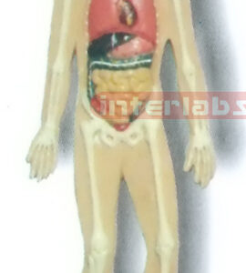 MAGNET-HANGING HUMAN SKELETAL ORGANS SYSTEM MODEL Manufacturers and Suppliers From Ambala India