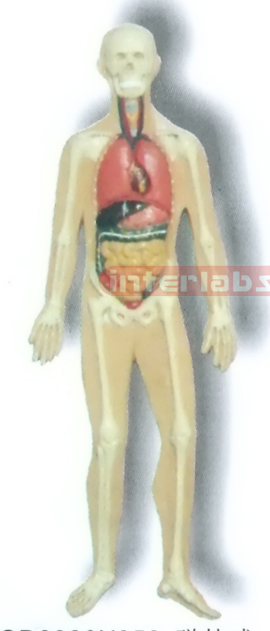 MAGNET-HANGING HUMAN SKELETAL ORGANS SYSTEM MODEL Manufacturers and Suppliers From Ambala India